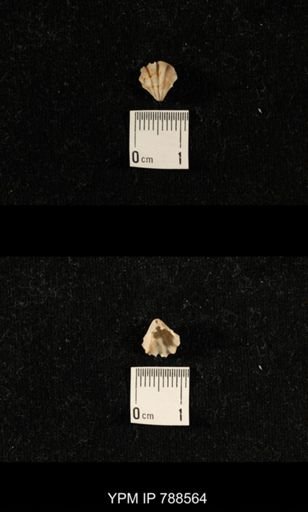 undet. Brachiopoda