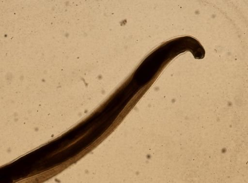 Necator americanus