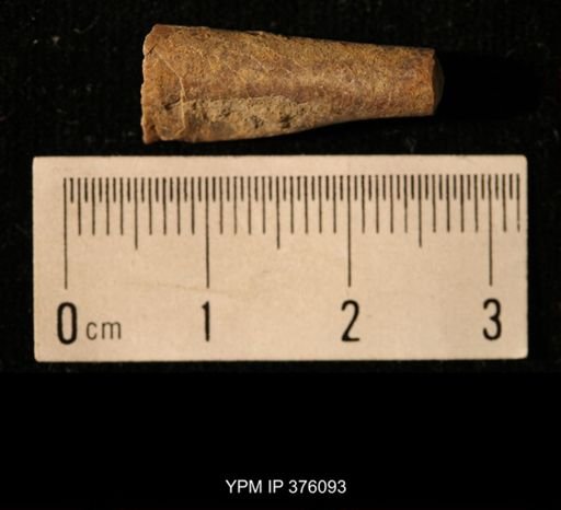 Pseudorthoceras knoxense