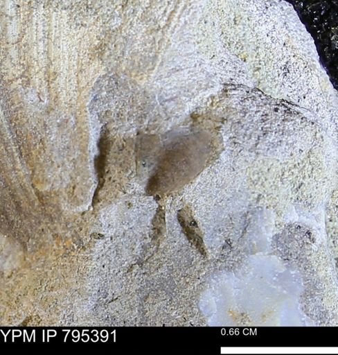 undet. Bivalvia