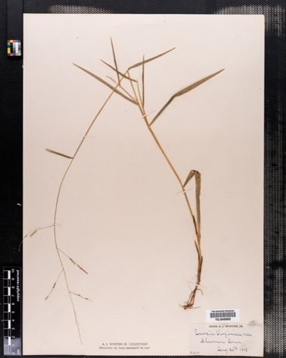 Leersia virginica