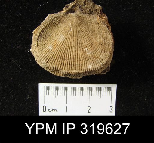 Productus wortheni