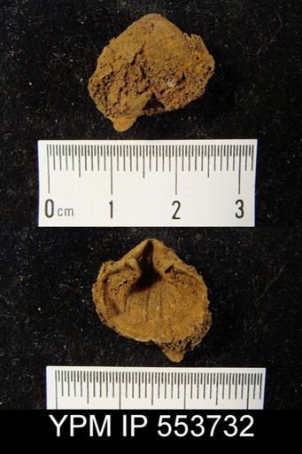 Assorted brachiopod ventral valves