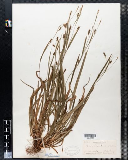 Carex laxiculmis