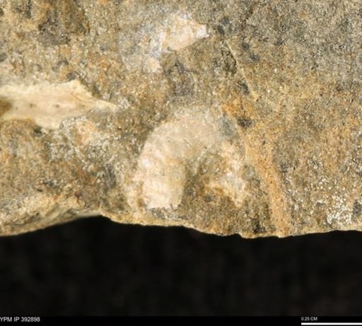 Scaphites sp.