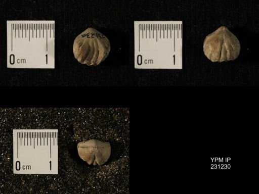 Wellerella osagensis