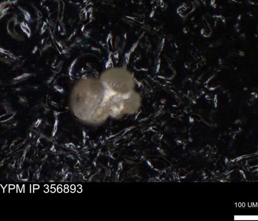 undet. Foraminiferida