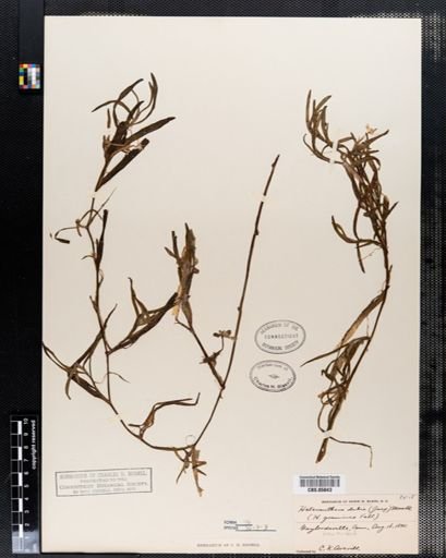 Heteranthera dubia