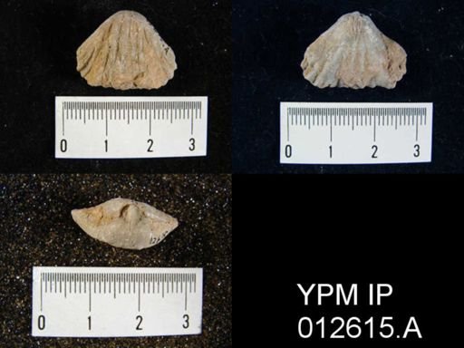 Camarophoria venusta