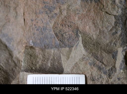 undet. Arthropoda