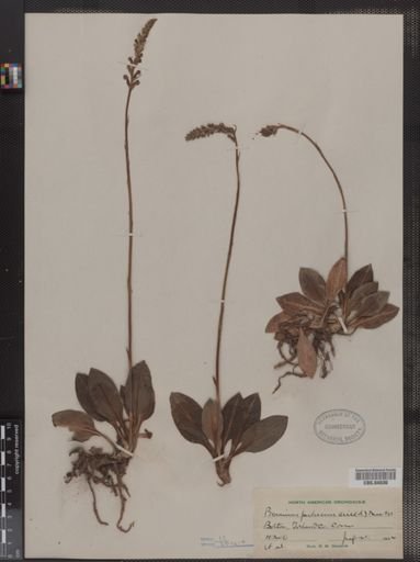 Peramium pubescens