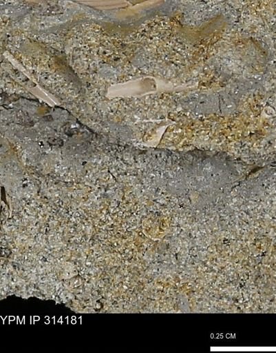 undet. Scaphopoda