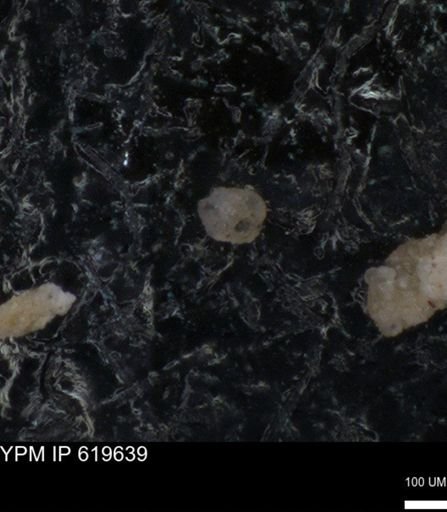 undet. Foraminiferida
