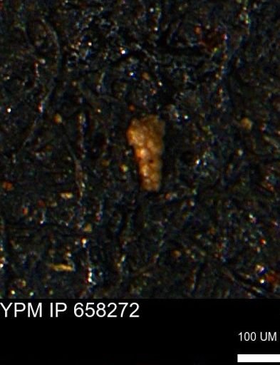 Verneuilinoides kansasensis