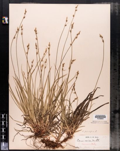 Carex communis