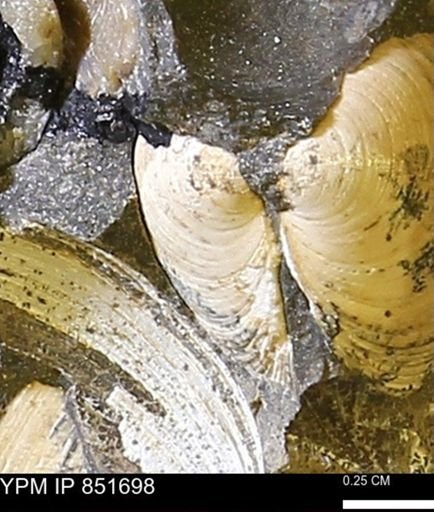 Limopsis striatopunctatus