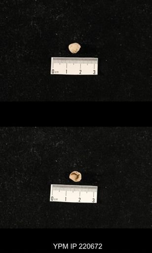 Anthracospirifer sp.