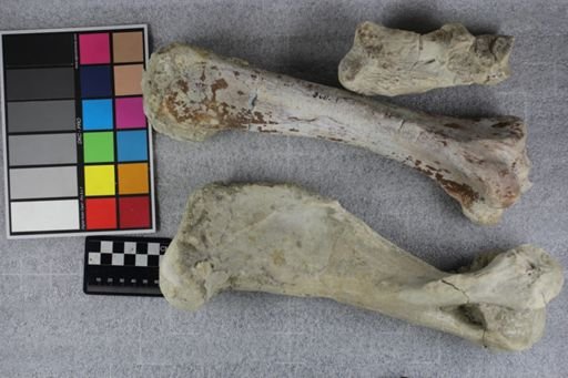 Subhyracodon sp.