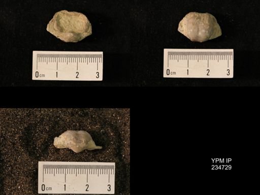 Marginifera splendens