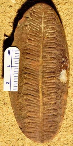 Pecopteris