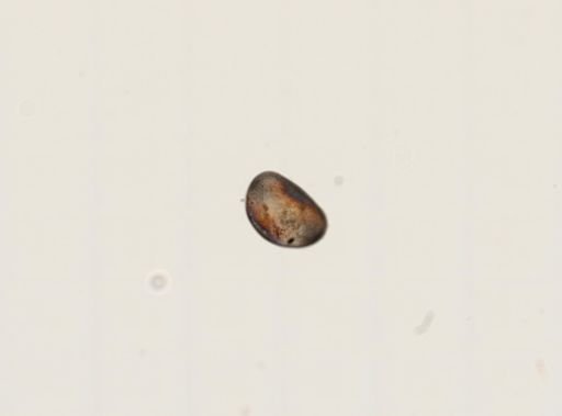 Cypris sp.