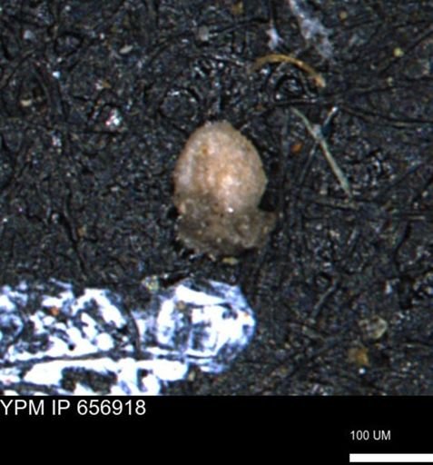 Miliammina inflata