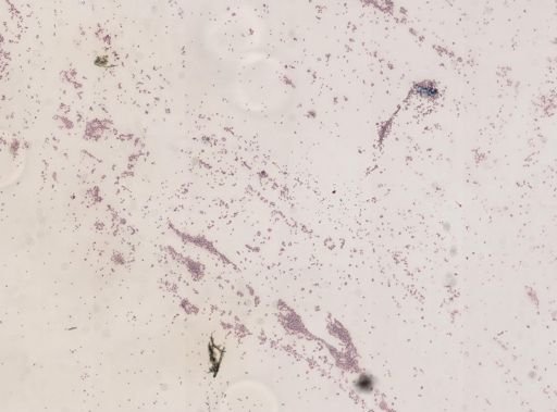 Haemoproteus danilewskyi