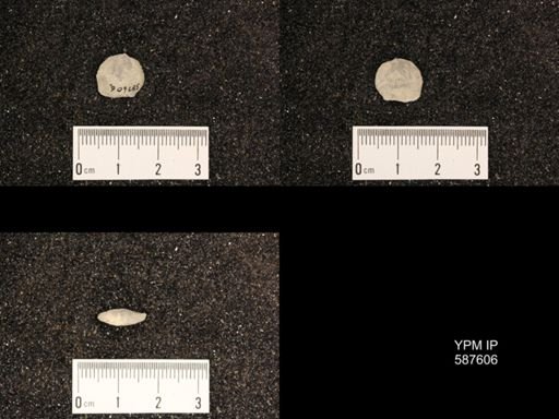 Rhipidomella hybrida