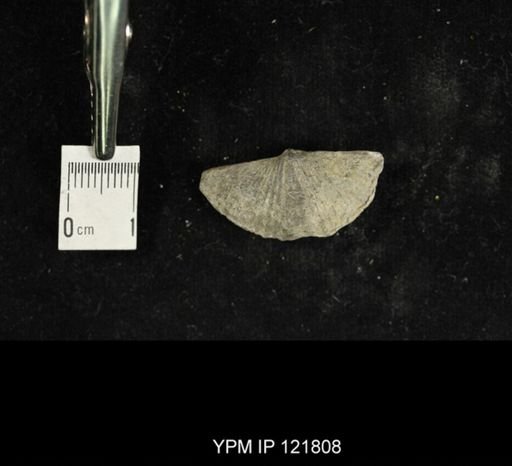 Spirifer sp.
