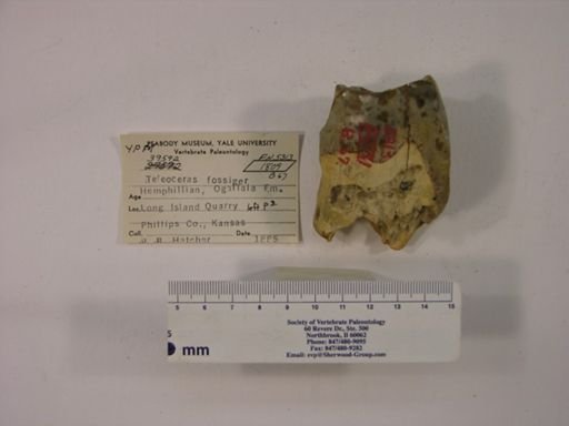 Teleoceras fossiger