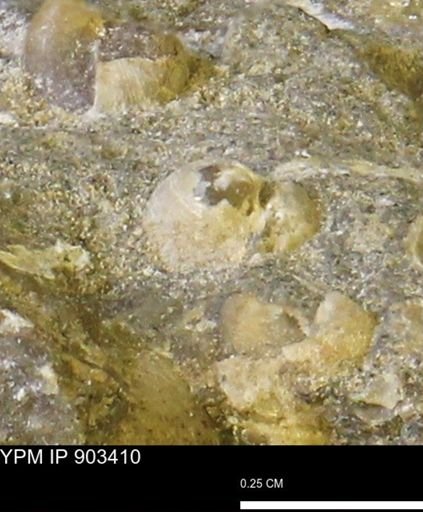 Corbulamella sp.