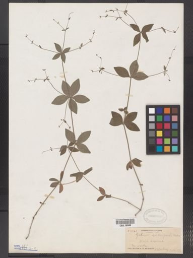 Galium circaezans