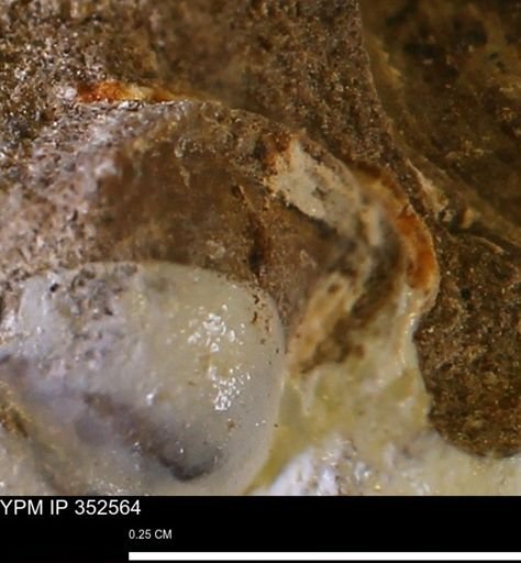 undet. Mollusca