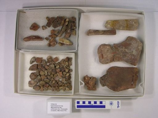 Camarasaurus