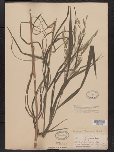Bromus latiglumis