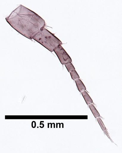 Hyalella cf. azteca