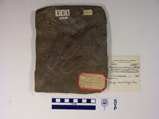 Anchisauripus sillimani