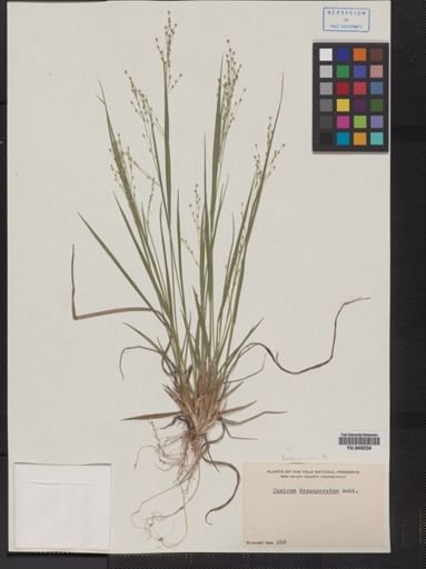 Panicum depauperatum