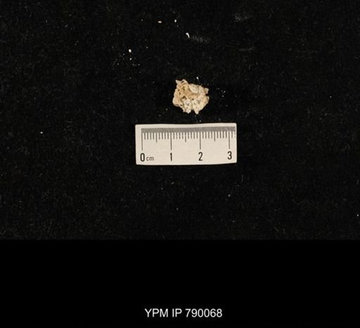 undet. Brachiopoda; shell hash with
