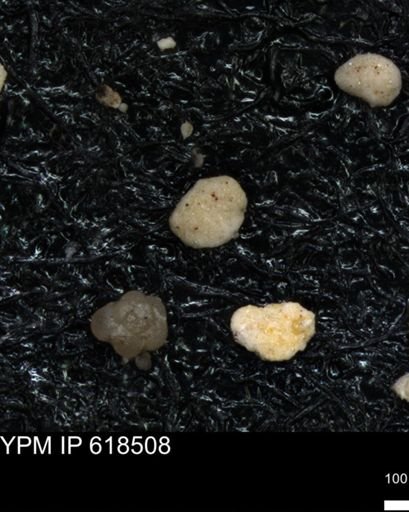 undet. Foraminiferida