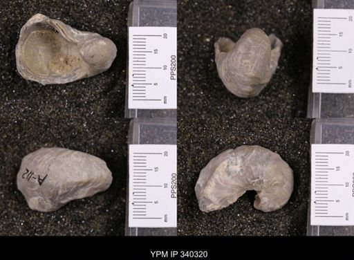 Gryphaea marcoui