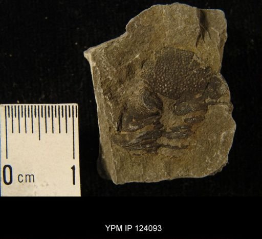 Phacops rana