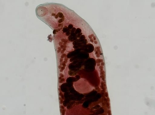 Haematoloechus medioplexus