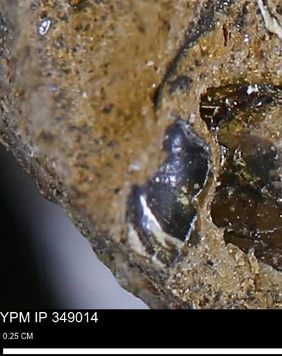 undet. Mollusca