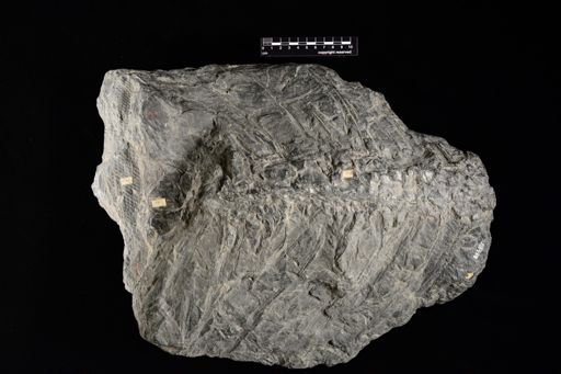 Stigmaria sp.