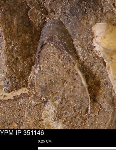 undet. Mollusca