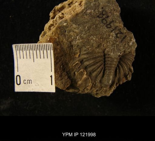 Greenops boothi
