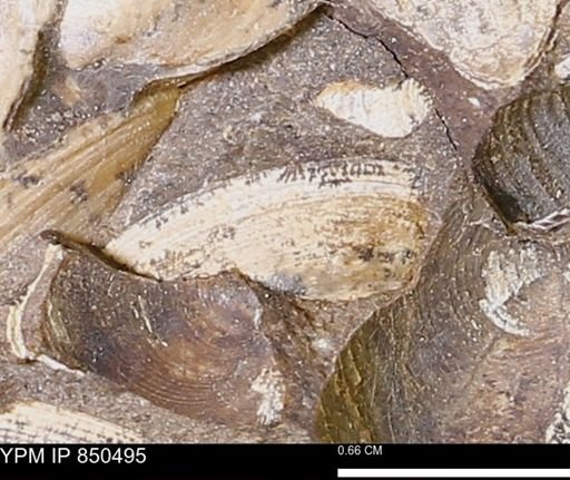 Limopsis striatopunctatus