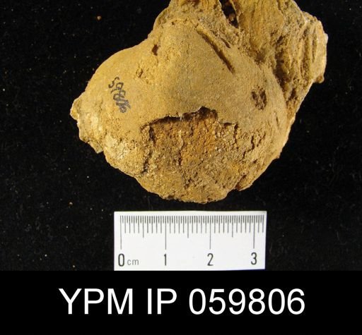 Meristella lata?