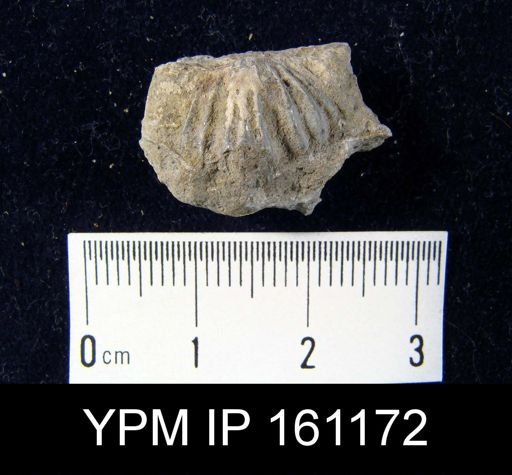 Platystrophia biforata